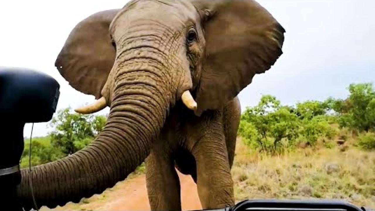 Embedded thumbnail for I migliori video (Parte 30) || ✪ Stern DuTube - Momenti di falli di cani divertenti