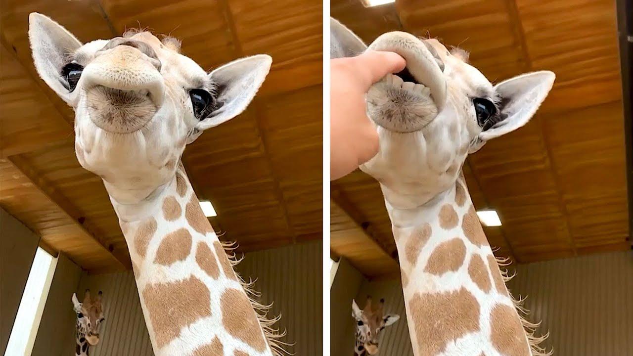 Embedded thumbnail for Best Videos of 2022 Part 5 || Funny Animal Bloopers Included