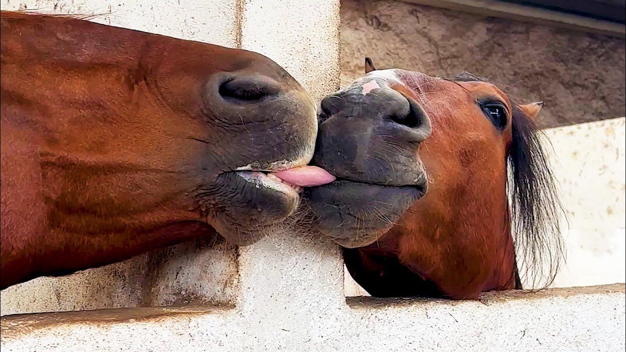 Embedded thumbnail for I migliori video del 2024 (Parte 32) || ✪ Stern DuTube momenti carini di animali