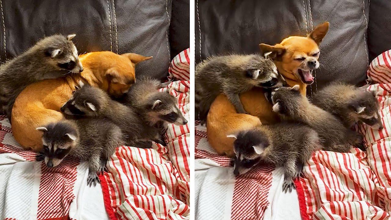 Embedded thumbnail for I migliori video del 2023 Parte 94 || ✪ Stern DuTube con errori esilaranti