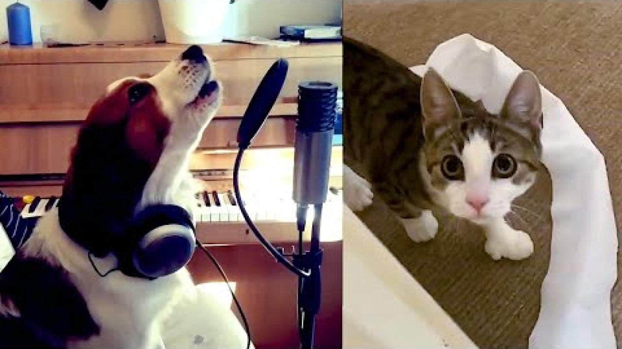 Embedded thumbnail for I migliori video Parte 32 || ✪ Stern DuTube - Video di gatti divertenti da non perdere