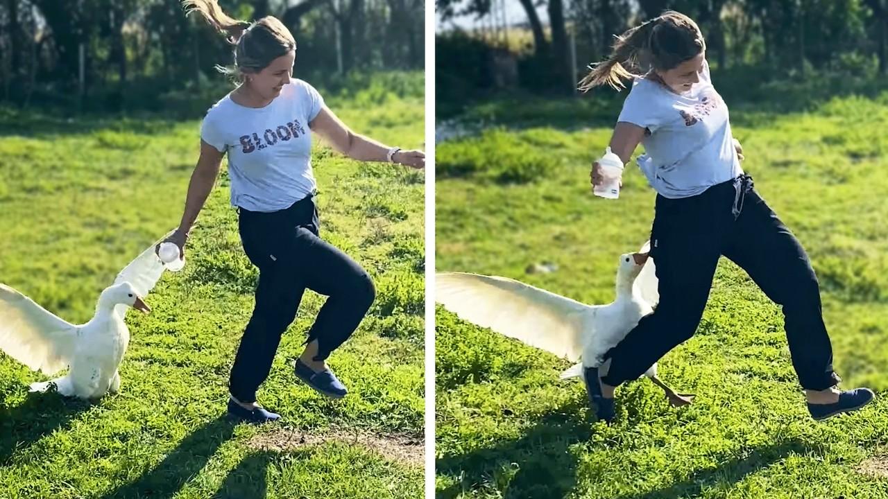 Embedded thumbnail for I migliori video del 2026 su Stern DuTube con reazioni adorabili di animali