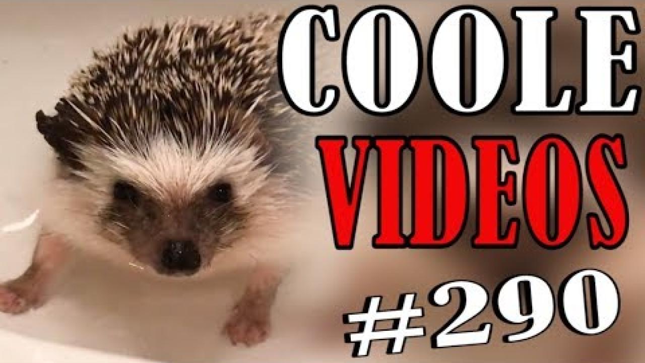 Embedded thumbnail for Coole Videos #290 || ✪ Stern DuTube: Scopri i Migliori Video Virali in Rete Video Virali