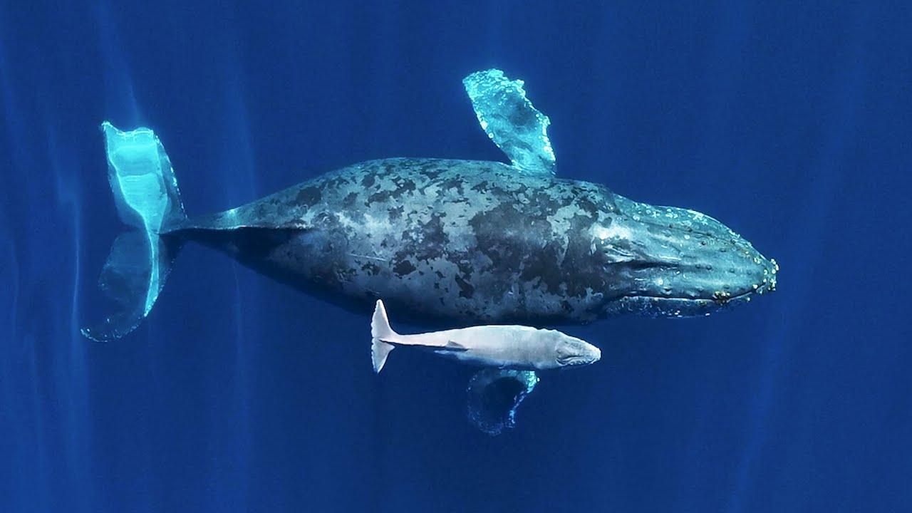 Embedded thumbnail for I migliori video del 2023 (Parte 75) || ✪ Stern DuTube: video virali di animali 2025