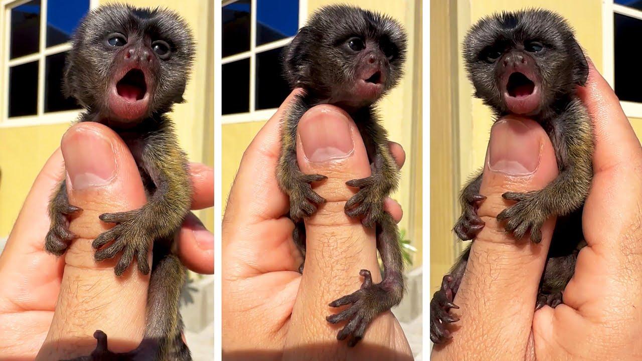 Embedded thumbnail for I migliori video del 2023 (Parte 125) || ✪ Stern DuTube - Video virali di animali 2025