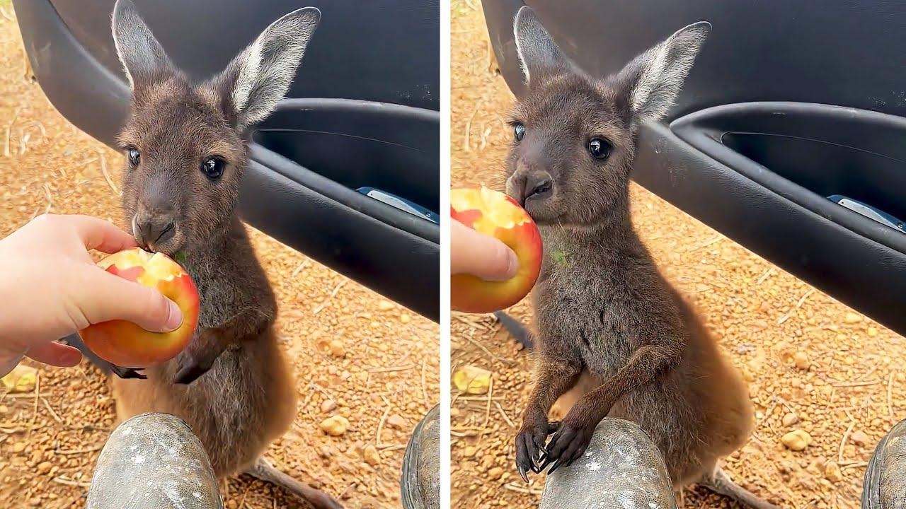 Embedded thumbnail for I migliori video del 2025 || Stern DuTube con reazioni adorabili di animali