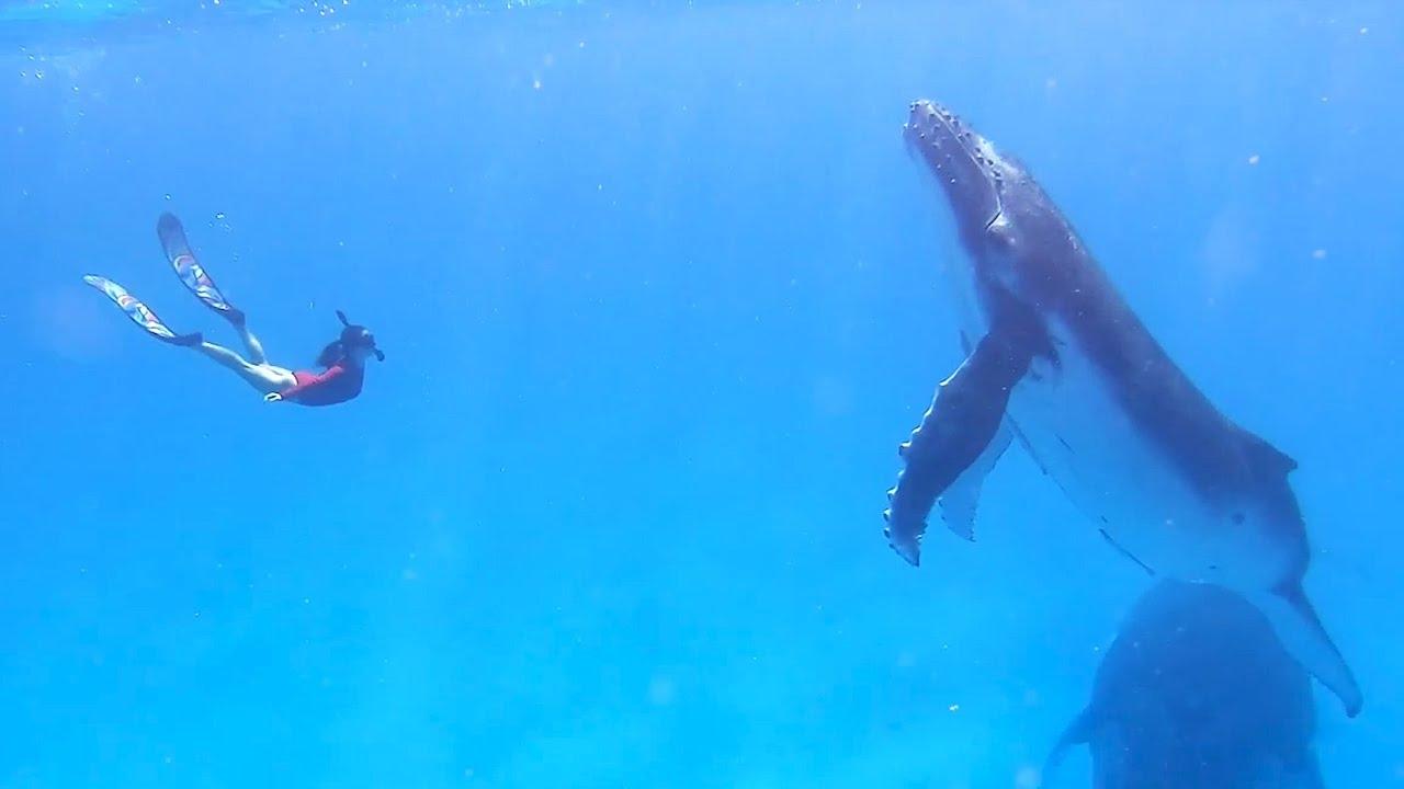 Embedded thumbnail for I migliori video del 2022 (Parte 62) || ✪ Stern DuTube - momenti insoliti