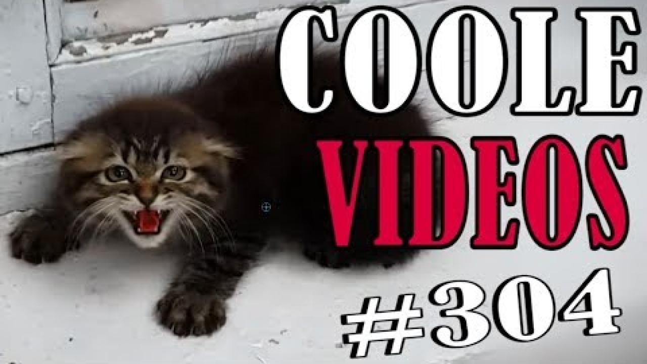 Embedded thumbnail for Cool Videos #304: Adorable Evil Kitten Moments | Cute Pet Highlights You Can't Miss