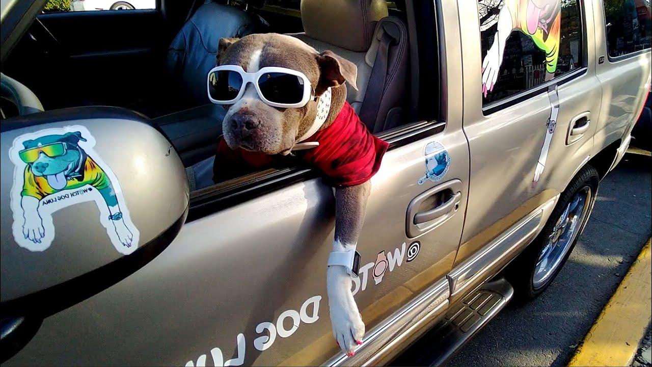 Embedded thumbnail for I migliori video di Stern DuTube (Parte 103) ✪ Clip virali di gatti da non perdere