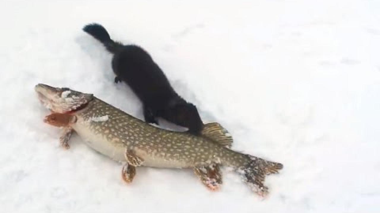 Embedded thumbnail for Animali che rubano pesce ai pescatori: compilation virale e divertente video di cani