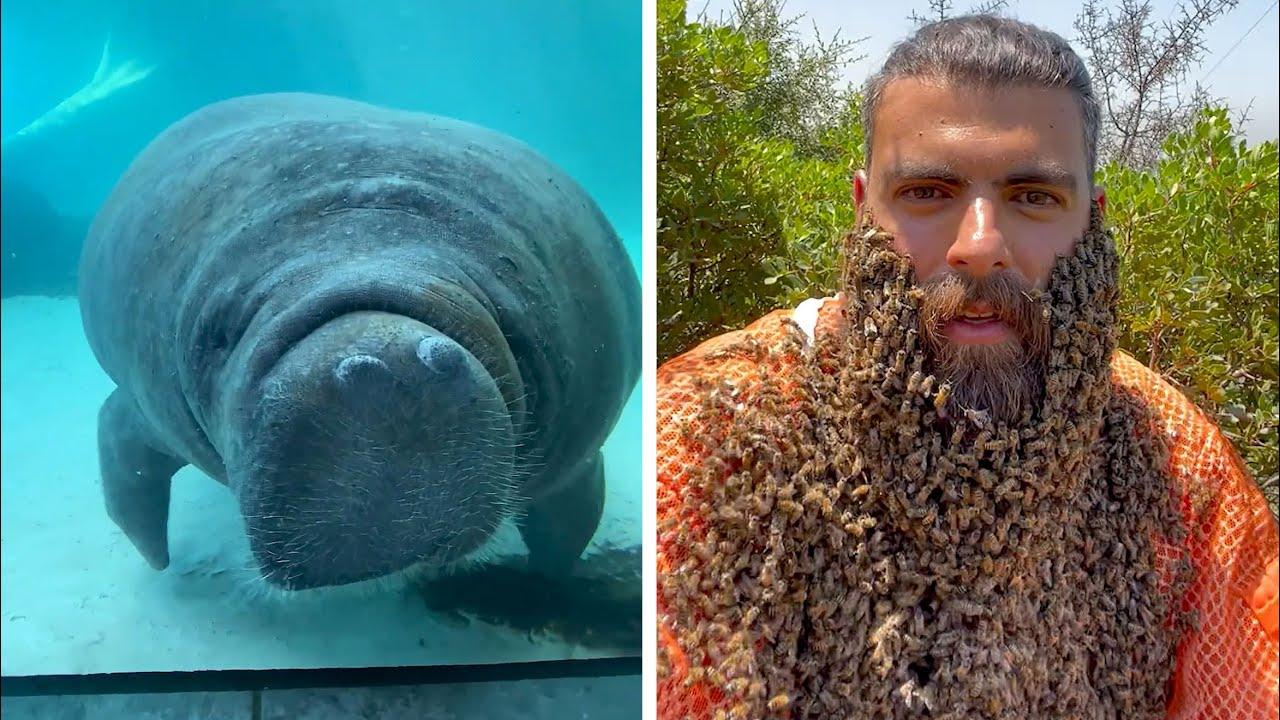 Embedded thumbnail for I Migliori Video del 2022 (Parte 81) || ✪ Stern DuTube - Errori Esilaranti