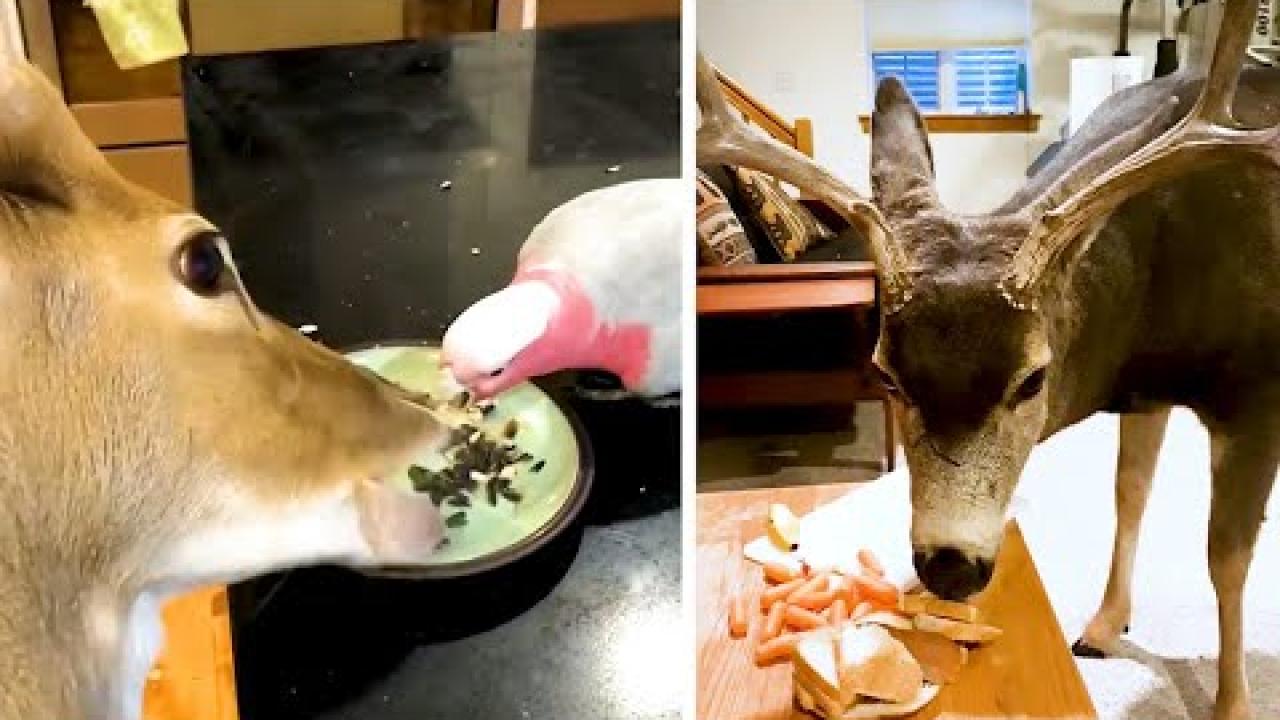 Embedded thumbnail for Die migliori video (Parte 6) || ✪ Stern DuTube: momenti rari da non perdere