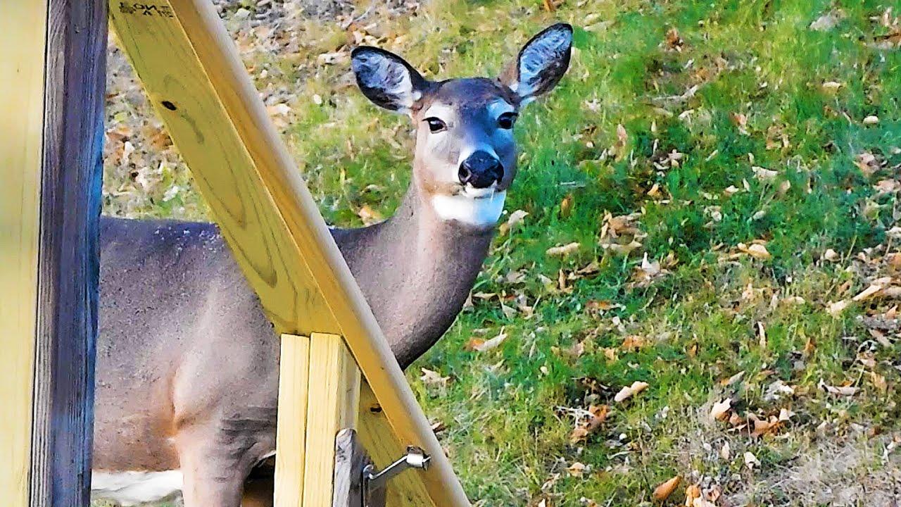 Embedded thumbnail for I migliori video del momento (Parte 116) || ✪ Stern DuTube clip virali di gatti