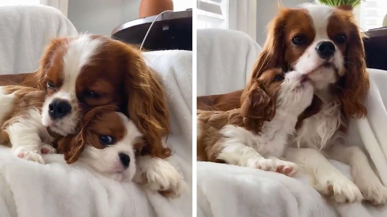 Embedded thumbnail for I migliori video (Parte 88) || ✪ Stern DuTube: divertenti momenti di falli di cani