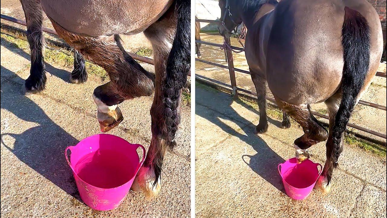 Embedded thumbnail for I migliori video (Parte 30) || ✪ Stern DuTube - Momenti di falli di cani divertenti