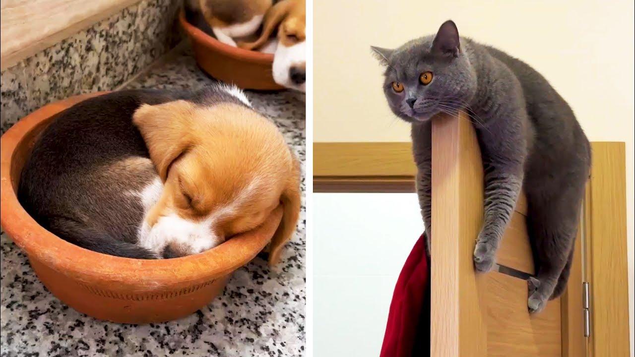 Embedded thumbnail for I migliori video del 2023 (Parte 49) || ✪ Stern DuTube - momenti insoliti