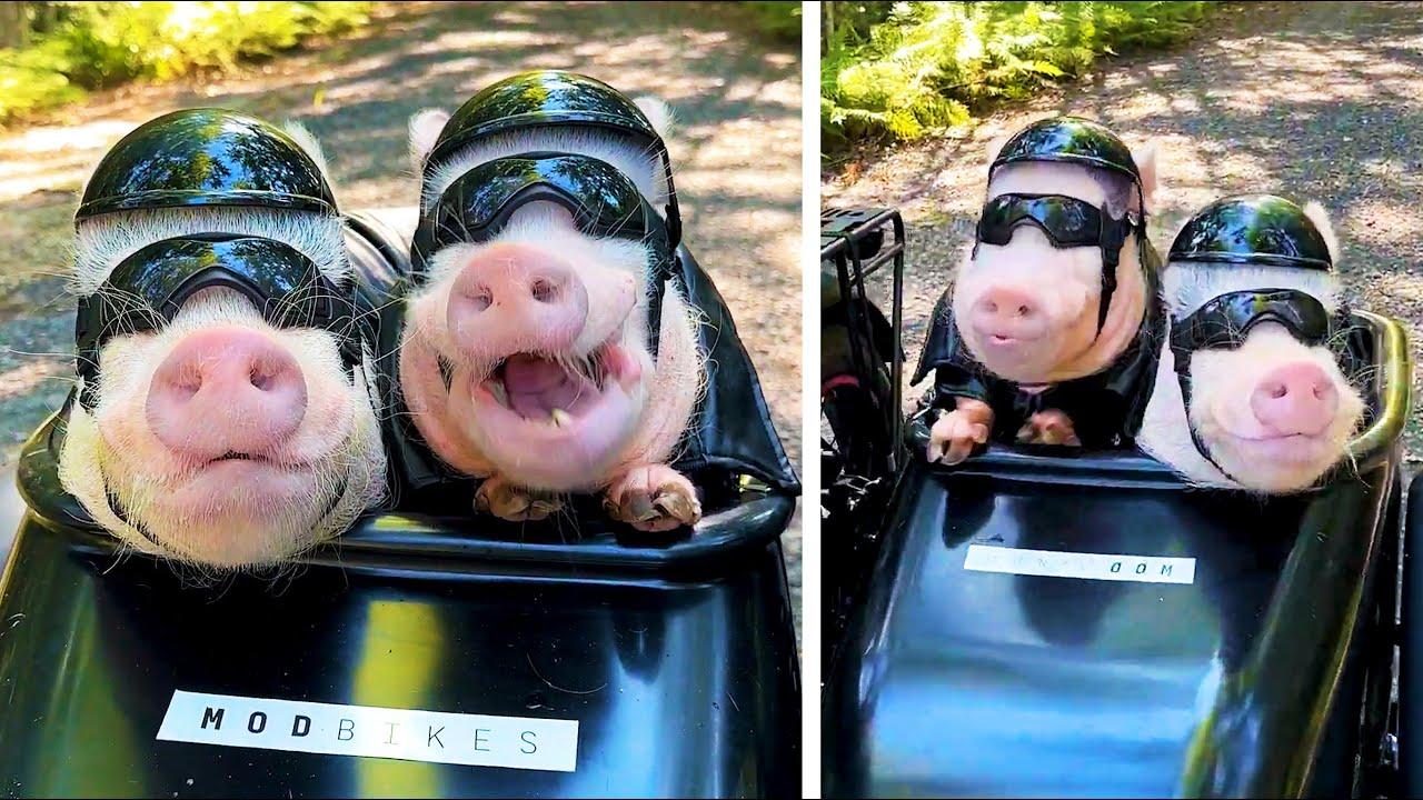 Embedded thumbnail for I migliori video di sempre | Le clip più emozionanti di tutti i tempi video di cani