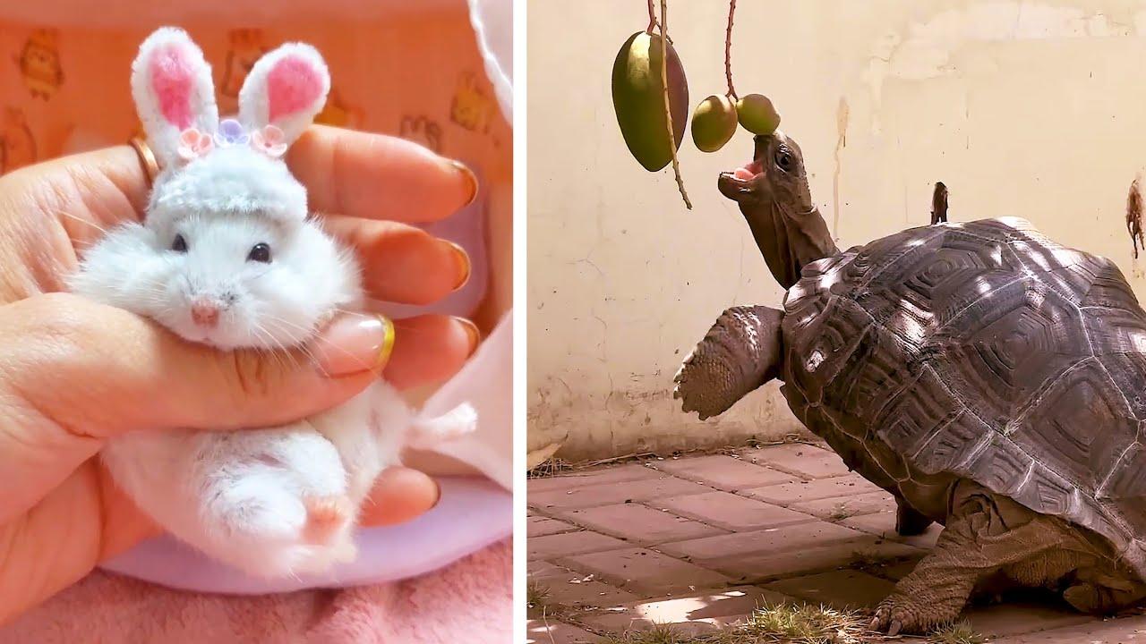 Embedded thumbnail for I migliori video del 2026 || ✪ Stern DuTube con reazioni adorabili di animali