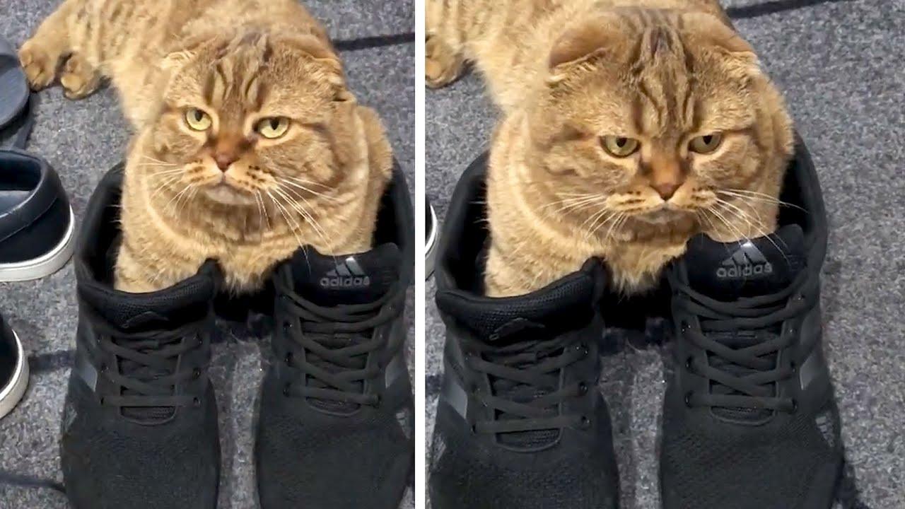 Embedded thumbnail for I migliori video del 2022 (Parte 45) || ✪ Stern DuTube errori esilaranti