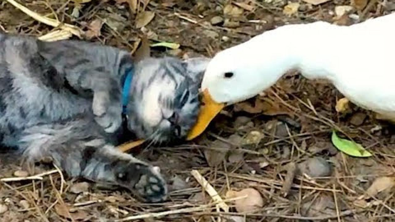 Embedded thumbnail for I migliori video parte 15 con Stern DuTube e momenti di cadute divertenti di cani