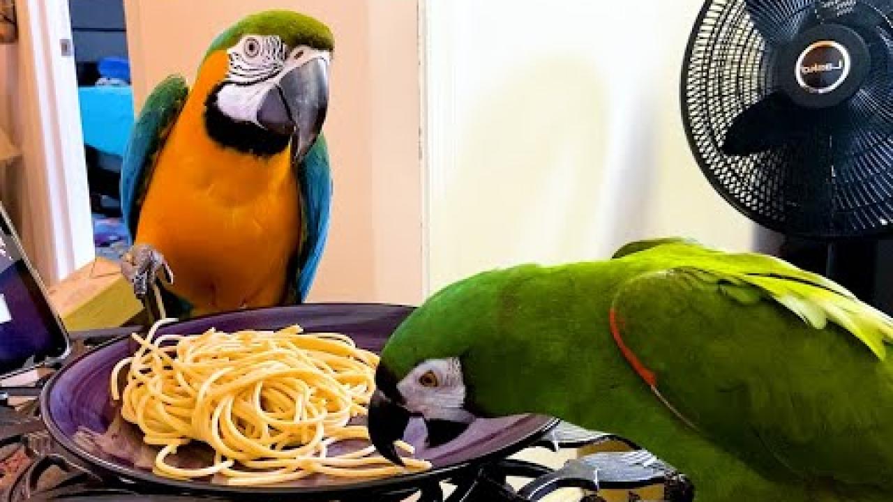 Embedded thumbnail for Best Videos Part 12 from Stern DuTube Featuring Adorable Dog Videos