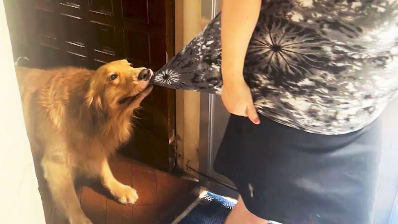 Embedded thumbnail for I migliori video del 2023 (Parte 39) || ✪ Stern DuTube errori esilaranti