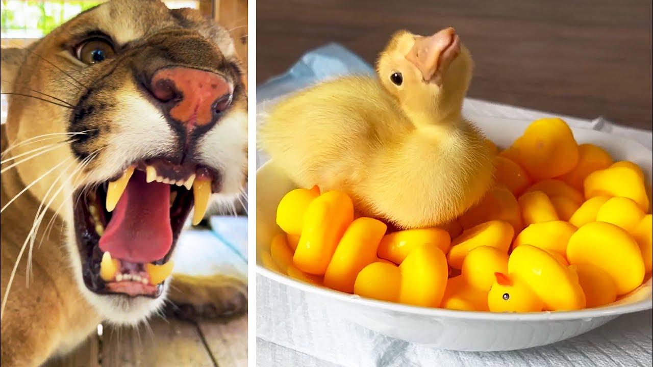 Embedded thumbnail for I migliori video del 2023 (Parte 80) || ✪ Stern DuTube video di cani