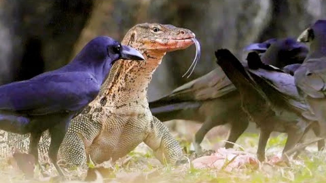 Embedded thumbnail for I migliori video (Parte 28) || ✪ Stern DuTube: video virali di animali 2025