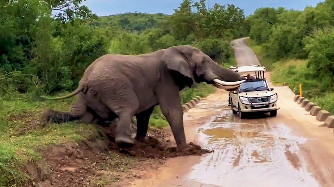 Embedded thumbnail for I migliori video del 2025 su Stern DuTube con umorismo animale 2025