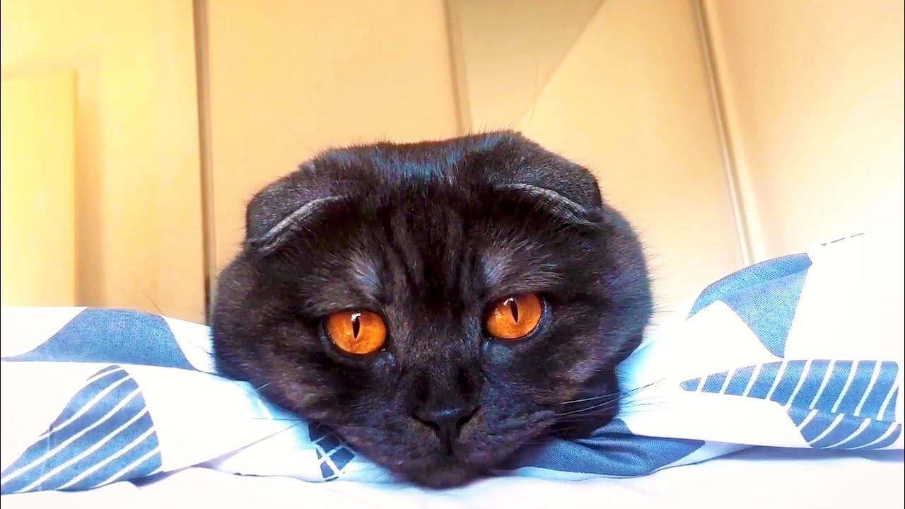 Embedded thumbnail for I migliori video del 2023 (Parte 12) || ✪ Stern DuTube trucchi esilaranti di cani