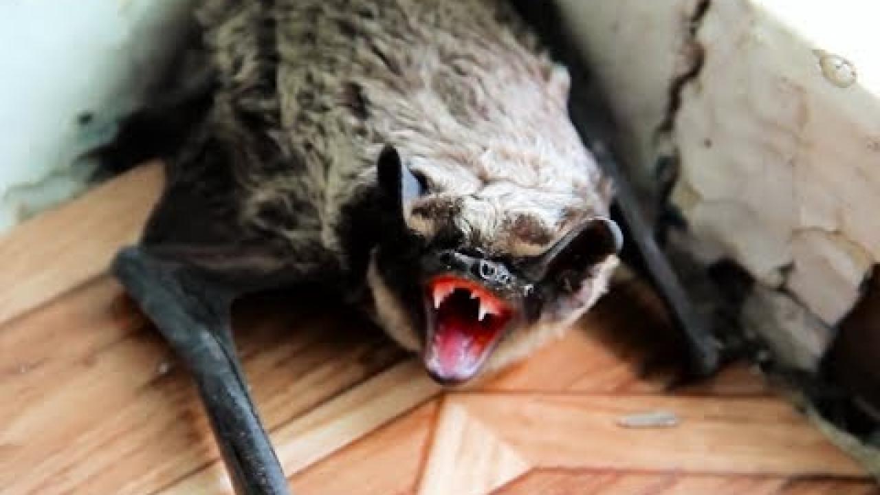 Embedded thumbnail for Pipistrello in casa! Coole Videos #359 || Scopri la sorpresa con Stern DuTube e video virali