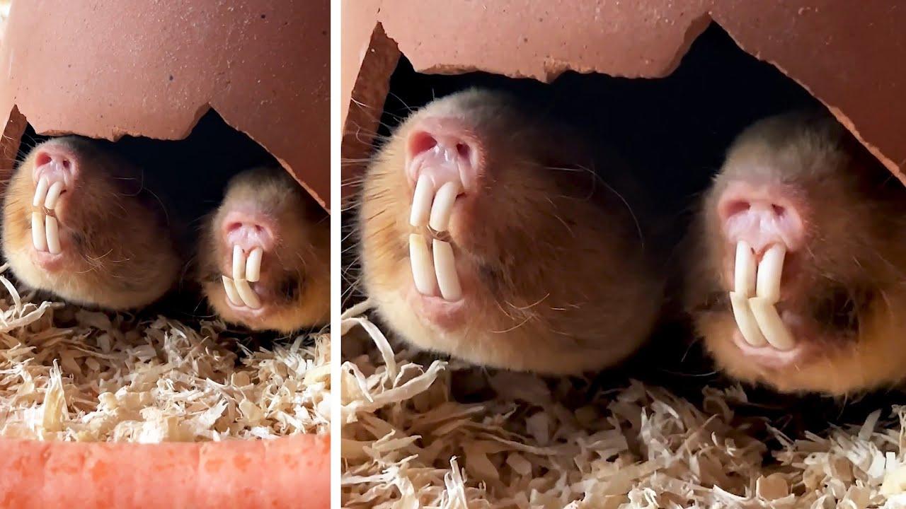 Embedded thumbnail for I migliori video del 2024 || ✪ Stern DuTube papere animali