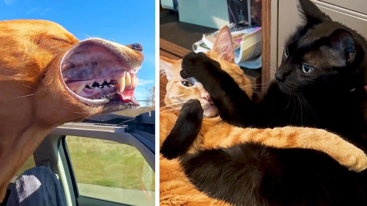 Embedded thumbnail for I 20 migliori video del 2025 su Stern DuTube | Video virali da non perdere