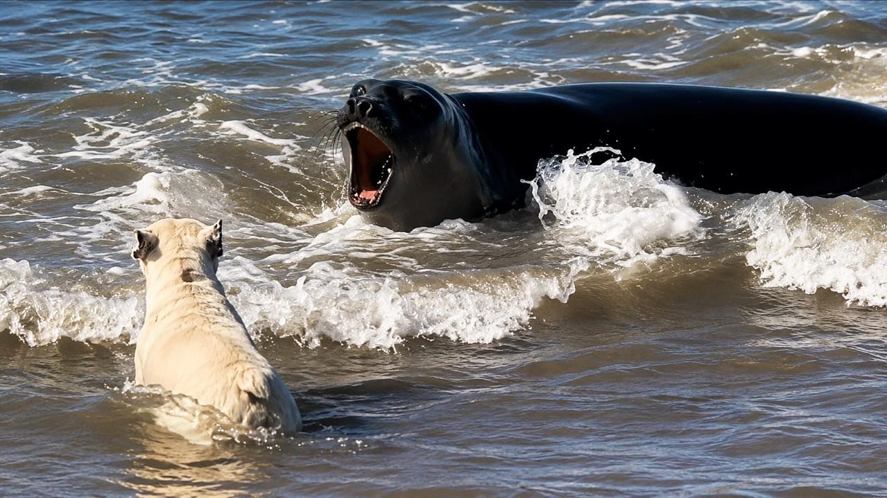 Embedded thumbnail for Los mejores videos de 2026 || ✪ Stern DuTube momentos de fallos de perros incluidos