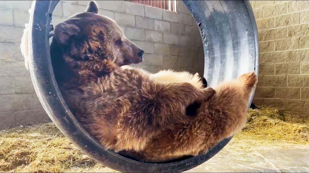 Embedded thumbnail for I Migliori Video del 2023 (Parte 52) || ✪ Stern DuTube: Trucchi Esilaranti di Cani