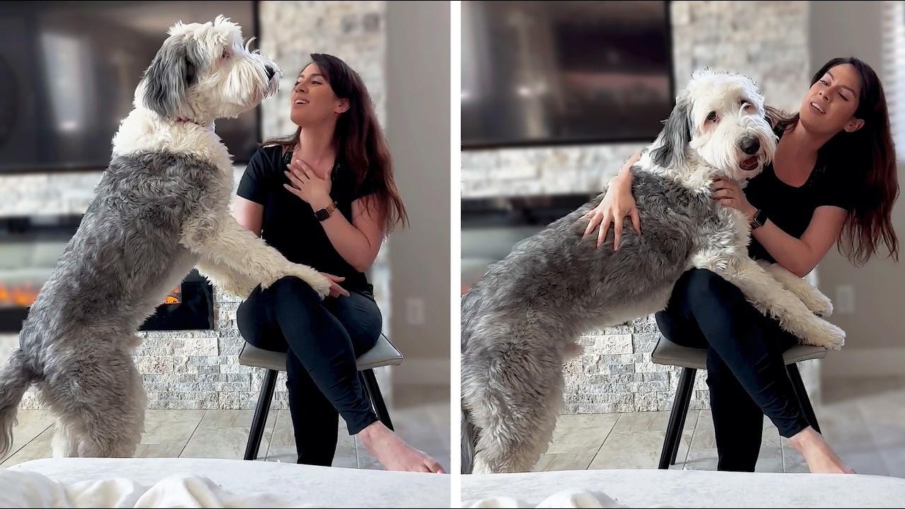 Embedded thumbnail for I migliori video di sempre: #75 e momenti carini di animali da non perdere