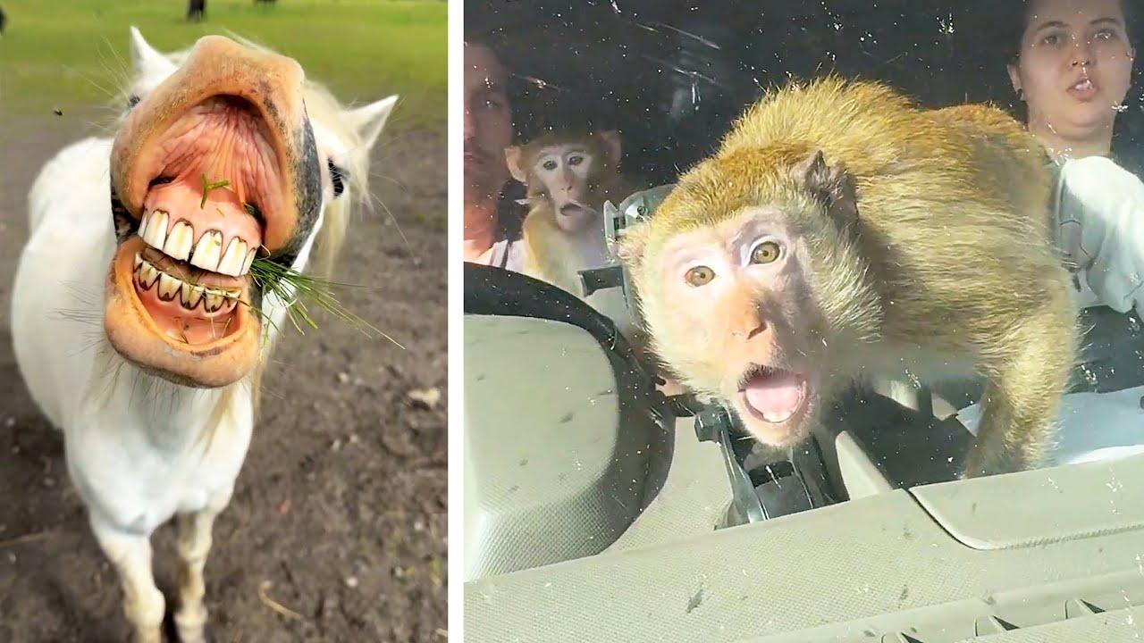 Embedded thumbnail for I migliori video del 2025 || ✪ Stern DuTube compilazione di falli di gatti