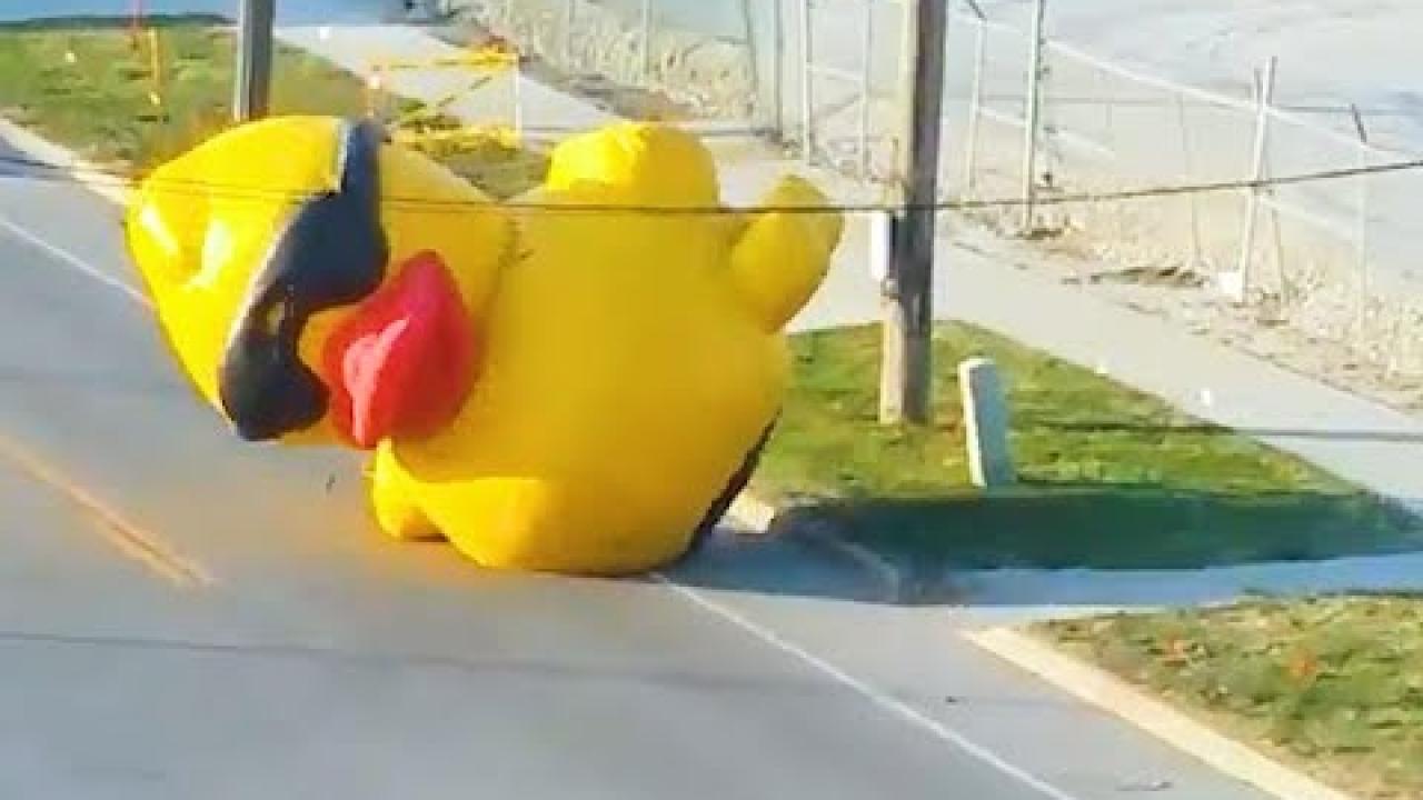 Embedded thumbnail for Coole Videos #320: Anatre sulla Strada || ✪ Stern DuTube - Video di cani divertenti